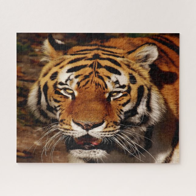 Quebra-cabeça Os Leões dos Grandes Felinos. (Horizontal)