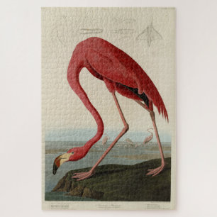 Quebra-cabeça Os Pássaros da América do Flamingo Audubon, um A