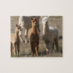 Quebra-cabeça Os três amigo, Alpaca-Estilo