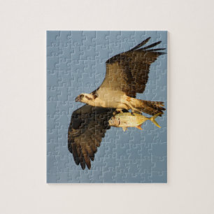 Quebra-cabeça Osprey