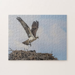Quebra-cabeça Osprey em um ninho