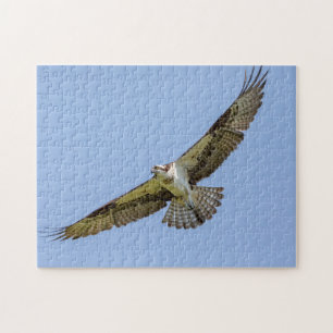 Quebra-cabeça Osprey em voo