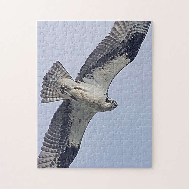 Quebra-cabeça Osprey em voo (Vertical)
