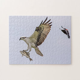 Quebra-cabeça Osprey sendo perseguido por um pássaro vermelho