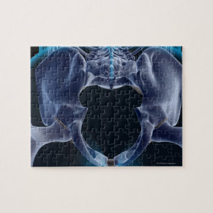 Quebra-cabeça Ossos do Pelvis
