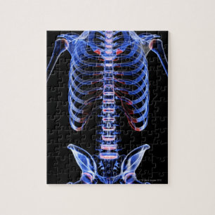 Quebra-cabeça Ossos do tronco 2