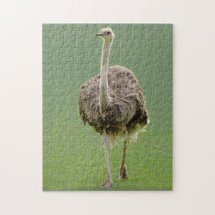 Quebra-cabeça Ostrich