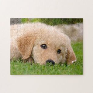 Quebra-cabeça Ouro Retriever Cuppy Sonhando, Jogo 11x14