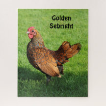 Ouro Sebright Hen - Galinha Pet Bantam