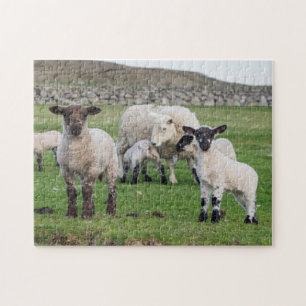Quebra-cabeça Ovelha Shetland