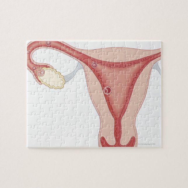 Quebra-cabeça Ovo Fertilizado Que Se Torna Embrião (Horizontal)