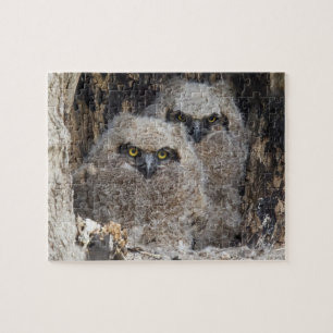 Quebra-cabeça Owlets