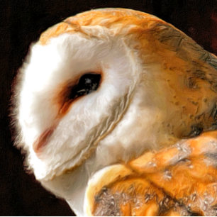 QUEBRA-CABEÇA OWLS