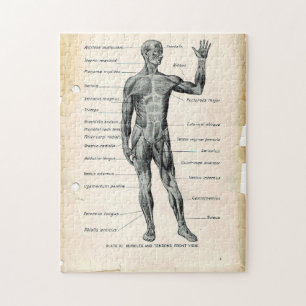 Quebra-cabeça Páginas do Livro de Anatomia Vintage 11x14