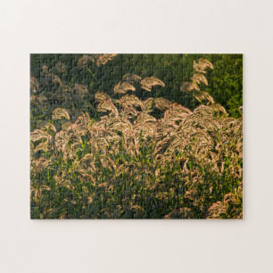 Quebra-cabeça Painço Selvagem (Panicum Sp.) Crescendo em Área Úm
