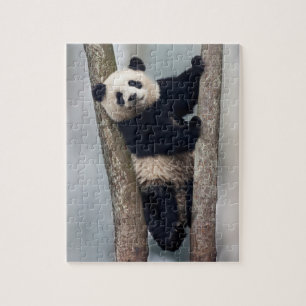 Quebra-cabeça Panda jovem subindo em uma árvore, China