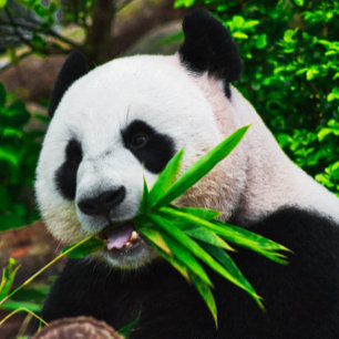 Quebra-cabeça Panda Mastigando Bambu