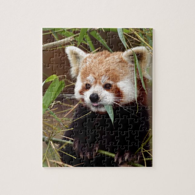 Quebra-cabeça Panda vermelha (Vertical)