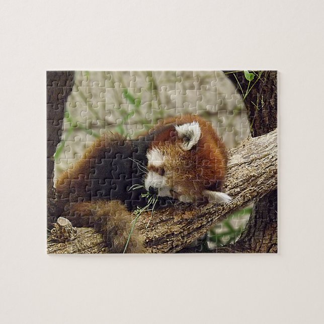 Quebra-cabeça Panda vermelha do sono bonito com comida em sua (Horizontal)