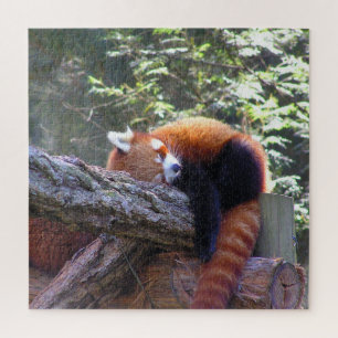 Quebra-cabeça Panda Vermelha Dormindo