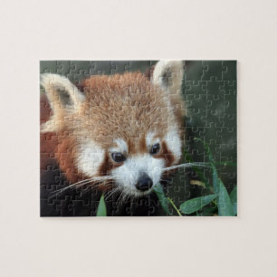 Quebra-cabeça Panda-vermelho, Taronga Zoo, Sydney, Austrália