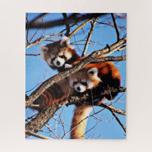 Quebra-cabeça pandas vermelhas
