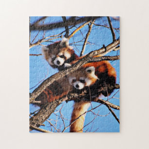 Quebra-cabeça pandas vermelhas