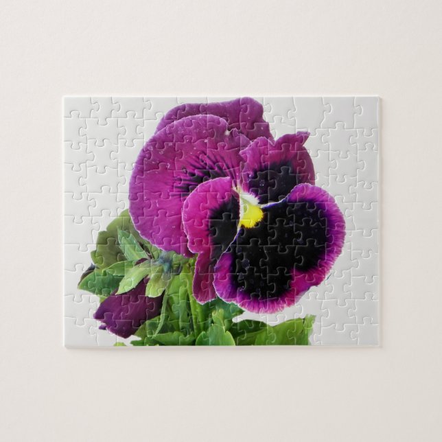 quebra-cabeça pansy roxo (Horizontal)