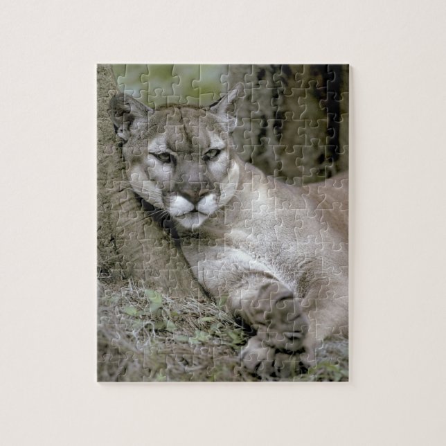 Quebra-cabeça pantera da Flórida, Felis concolor coryi, (Vertical)