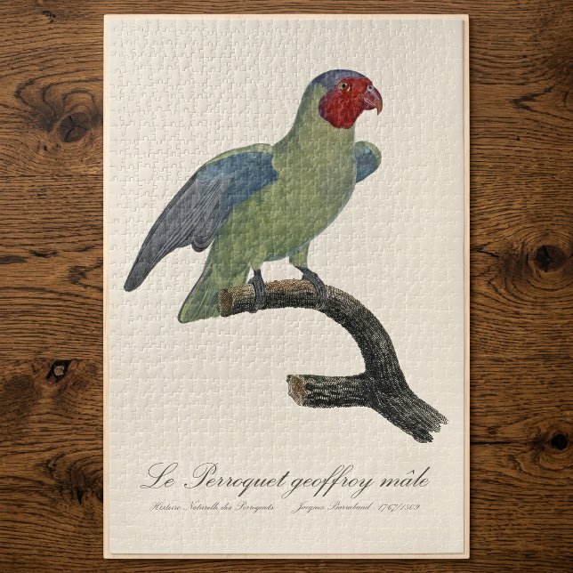 Quebra-cabeça Papagaio-de-bochecha-vermelha-macho, Geoffroyus ge (Male Red-Cheeked Parrot, Geoffroyus geoffroyi. Jigsaw Puzzle)
