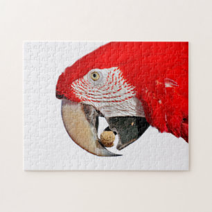 Quebra-cabeça Papagaio Vermelho com amendoim