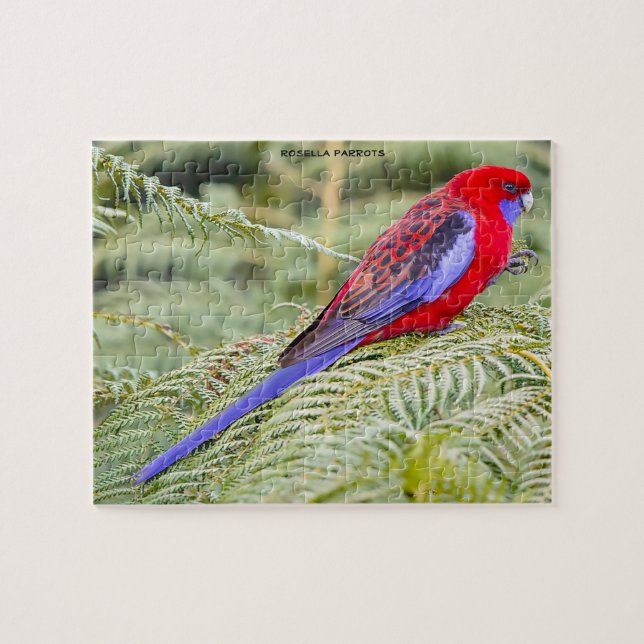 Quebra-cabeça Papagaios Rosella Austrália (Horizontal)