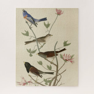 Quebra-cabeça Parafuso, junco, aves da Audubon