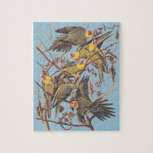 Quebra-cabeça Parakeet de Carolina de Audubon