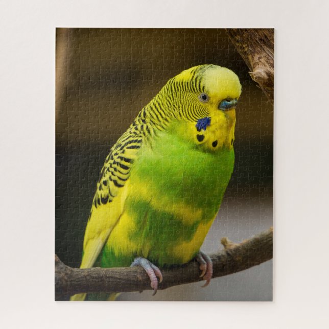Quebra-cabeça Parakeet Personalizado do Orçamento Inglês (Vertical)