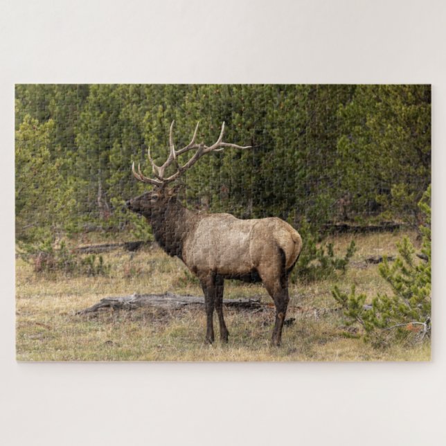 Quebra-cabeça Parque Nacional Bull Elk Yellowstone, Wyoming (Horizontal)