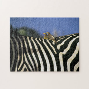 Quebra-cabeça Pássaro-bicho-da-bico-vermelho em uma Zebra de vol