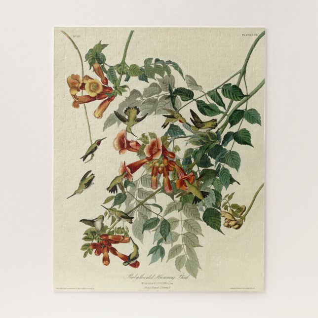 Quebra-cabeça Pássaro Humming, Ave de Audubon, América (Vertical)