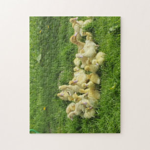 Quebra-cabeça pássaro, pato, pato, amarelo, natureza, fofo, bebê