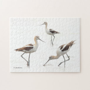 Quebra-cabeça Pássaros Avocets americanos impressionantes na pra
