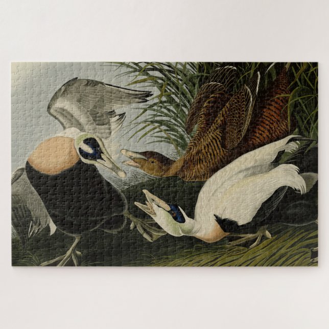 Quebra-cabeça Pato Eider, Cavaleiro Comum, Aves de Audubon da Am (Horizontal)