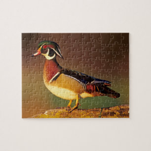 Quebra-cabeça Pato-mandarim macho, Illinois