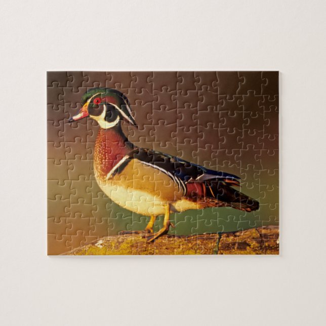 Quebra-cabeça Pato-mandarim macho, Illinois (Horizontal)