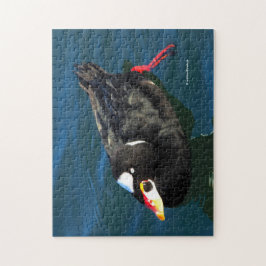 Quebra-cabeça Pato-negro-macho no Pier