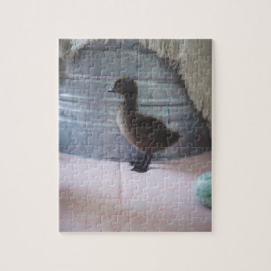 Quebra-cabeça Pato, Pato-bebê marrom escuro