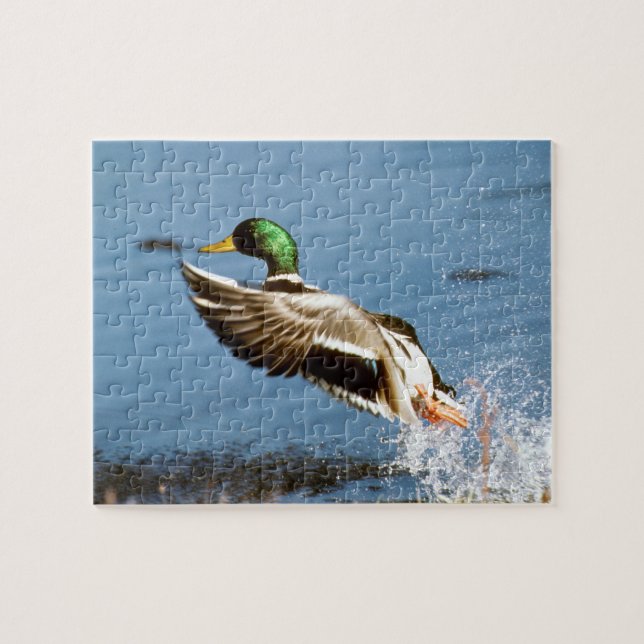 Quebra-cabeça Pato selvagem Drake (Horizontal)