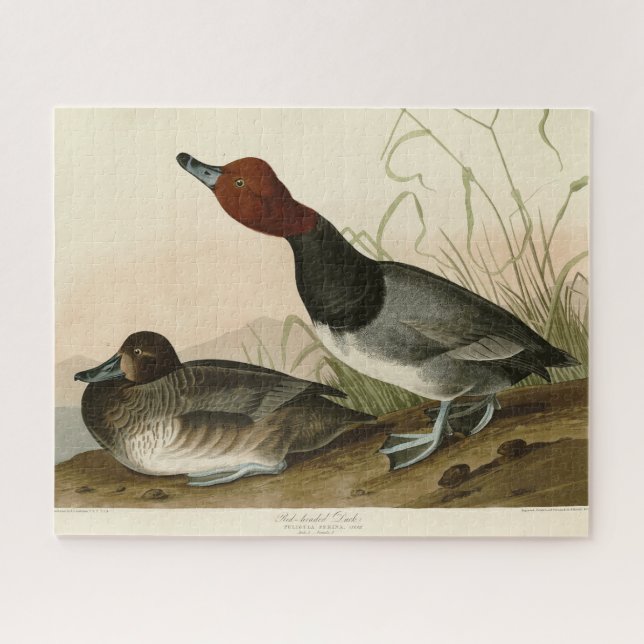 Quebra-cabeça Pato vermelho - das Aves da América de Audubon (Horizontal)