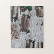 Pato, Wigeon Americano, Ave, Kennewick, WA
