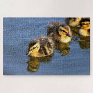 Quebra-cabeça Patos-de-natação