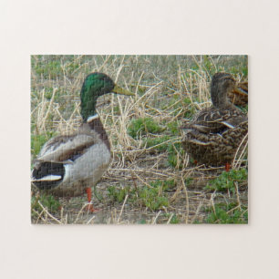 Quebra-cabeça Patos-reais B12